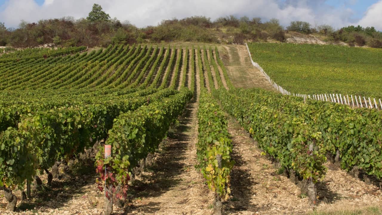 Vines