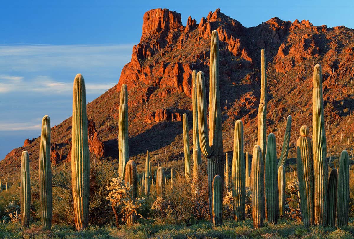 Scottsdale Kosher Oasis
