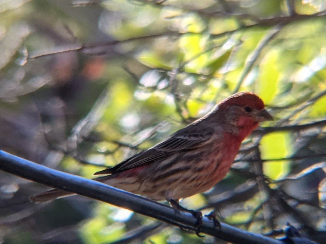House Finch