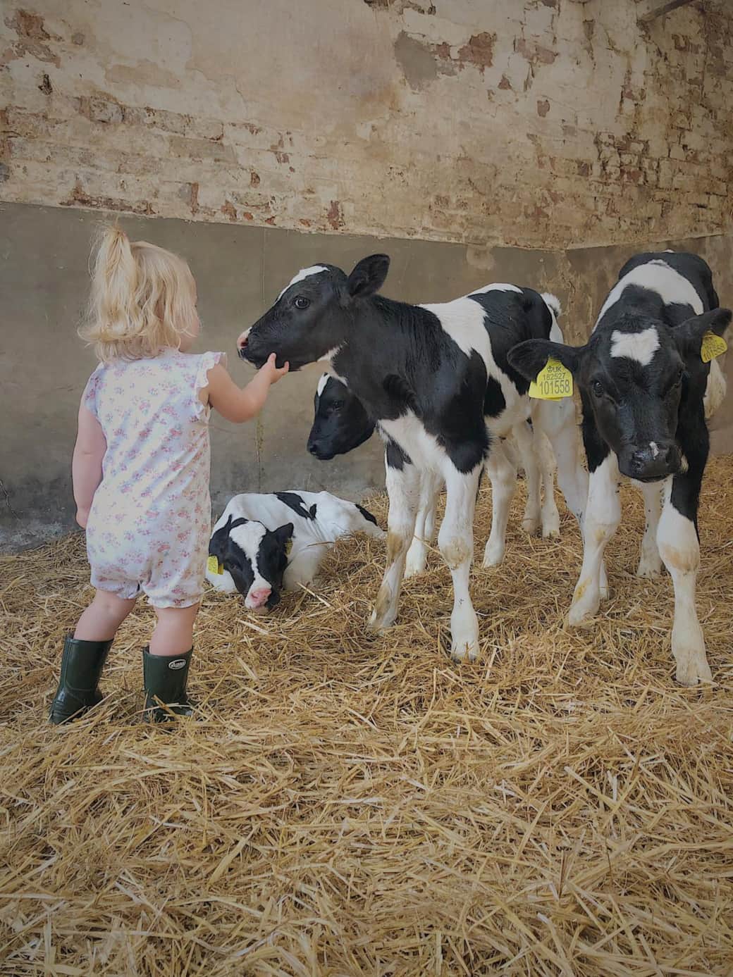 A chance to meet the calves.