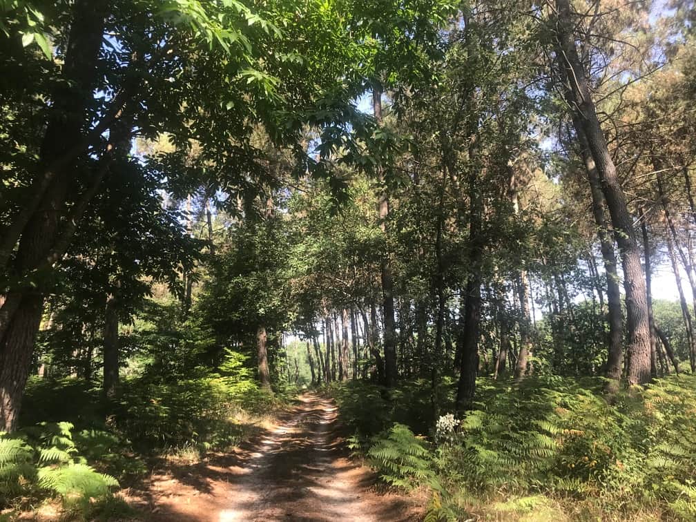 Laroche Woodland