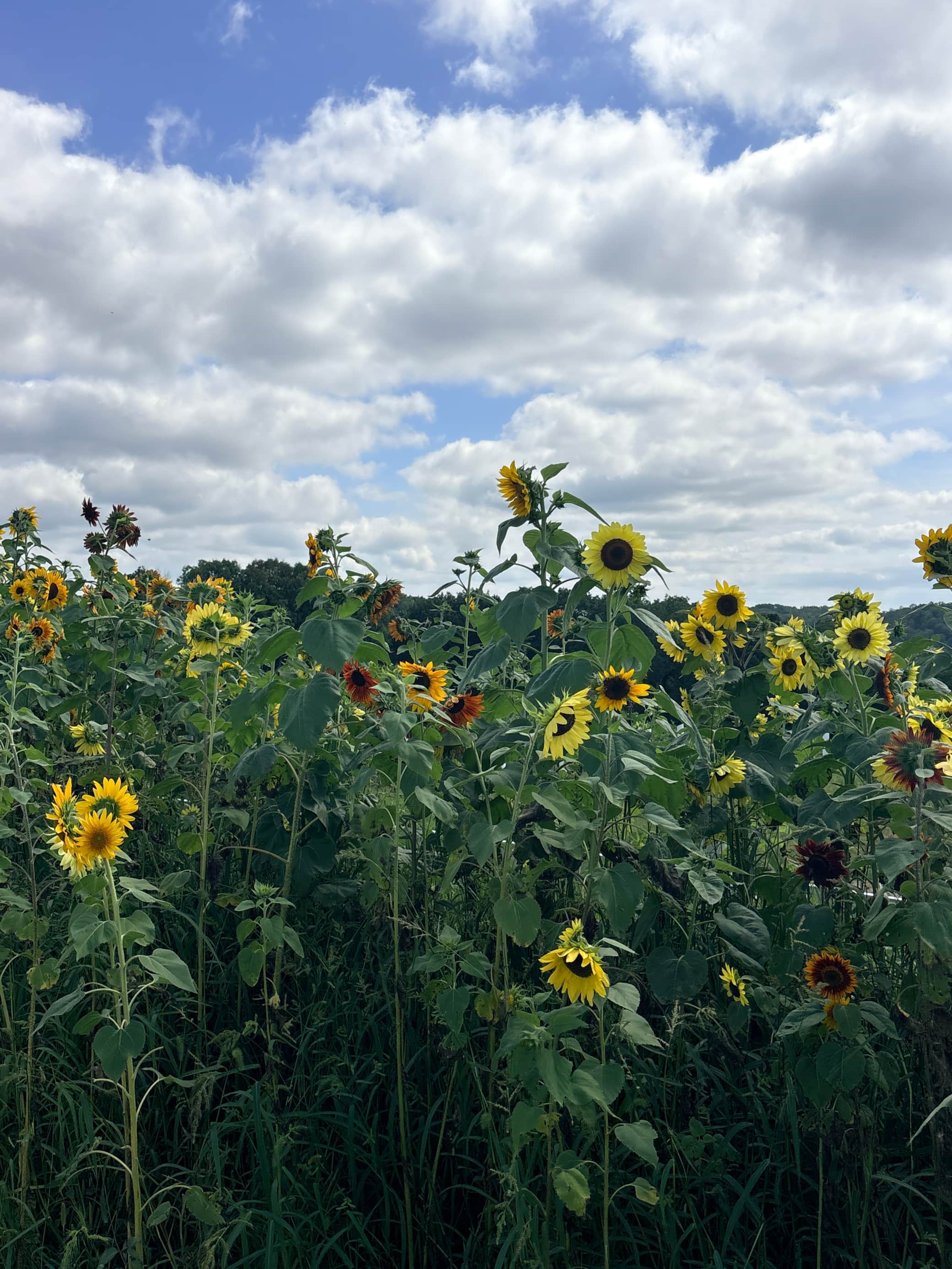 Late Summer Color