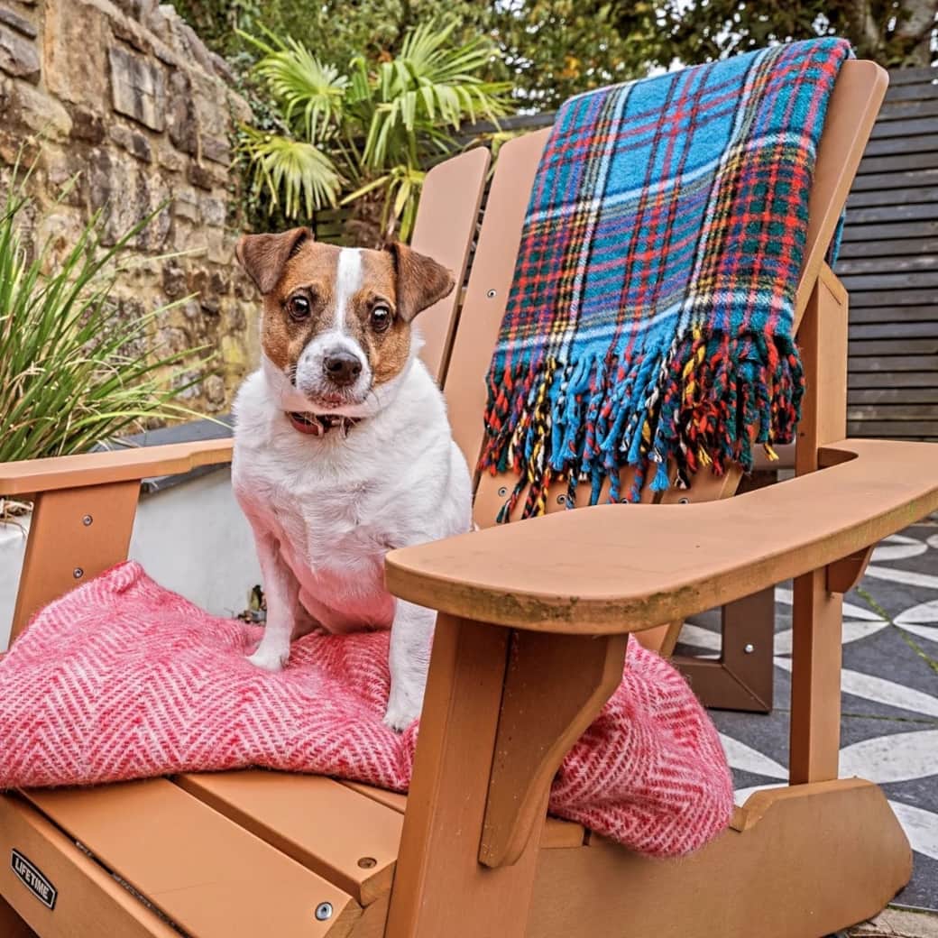 You thought this was your chair… but clearly it belongs to your dog. Blankets, fresh air, and proper countryside comfort.