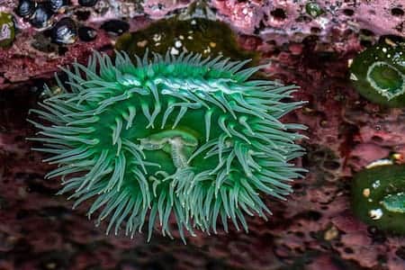 Out front of the Retreat - Marine Life