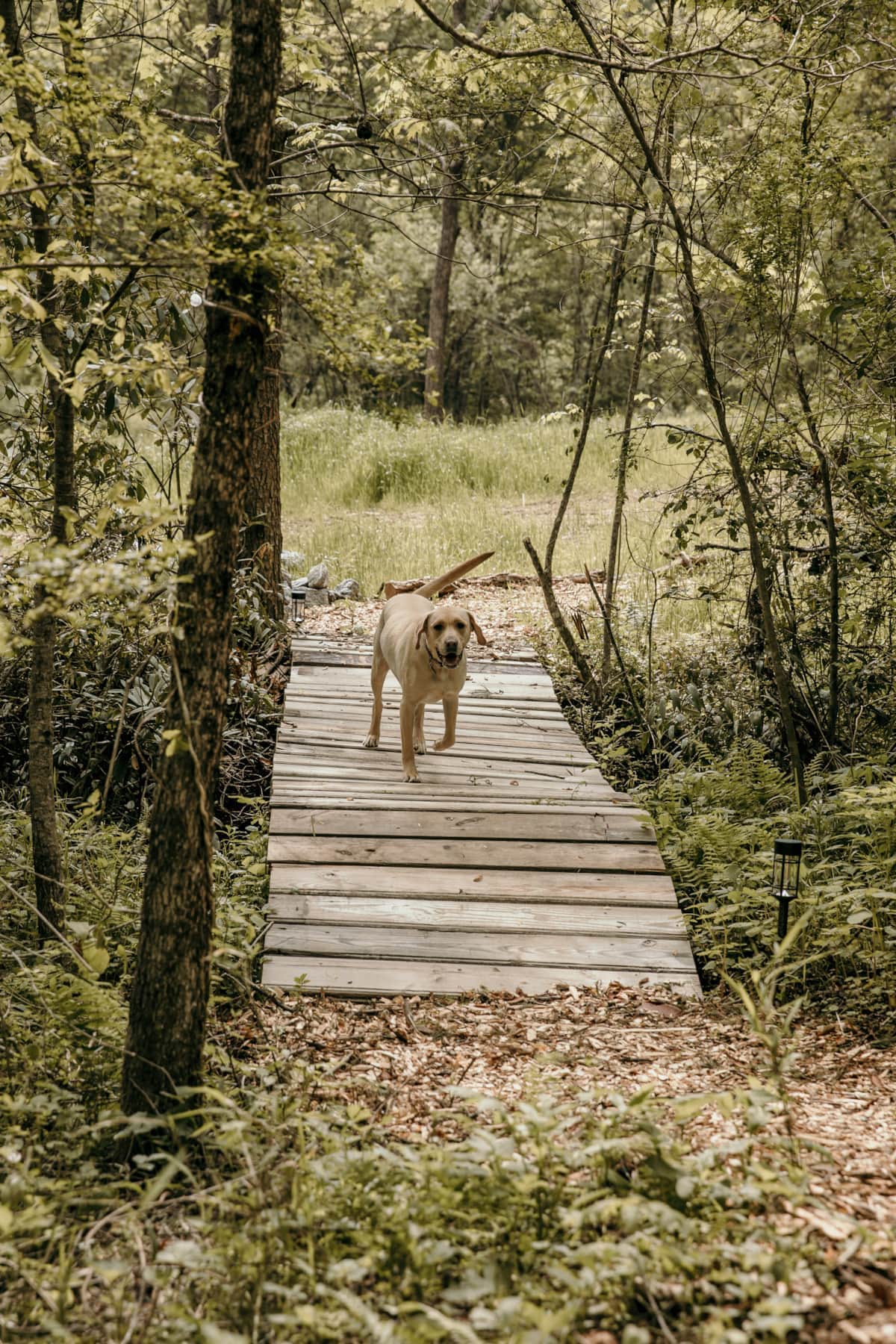Fun for your furry buddy