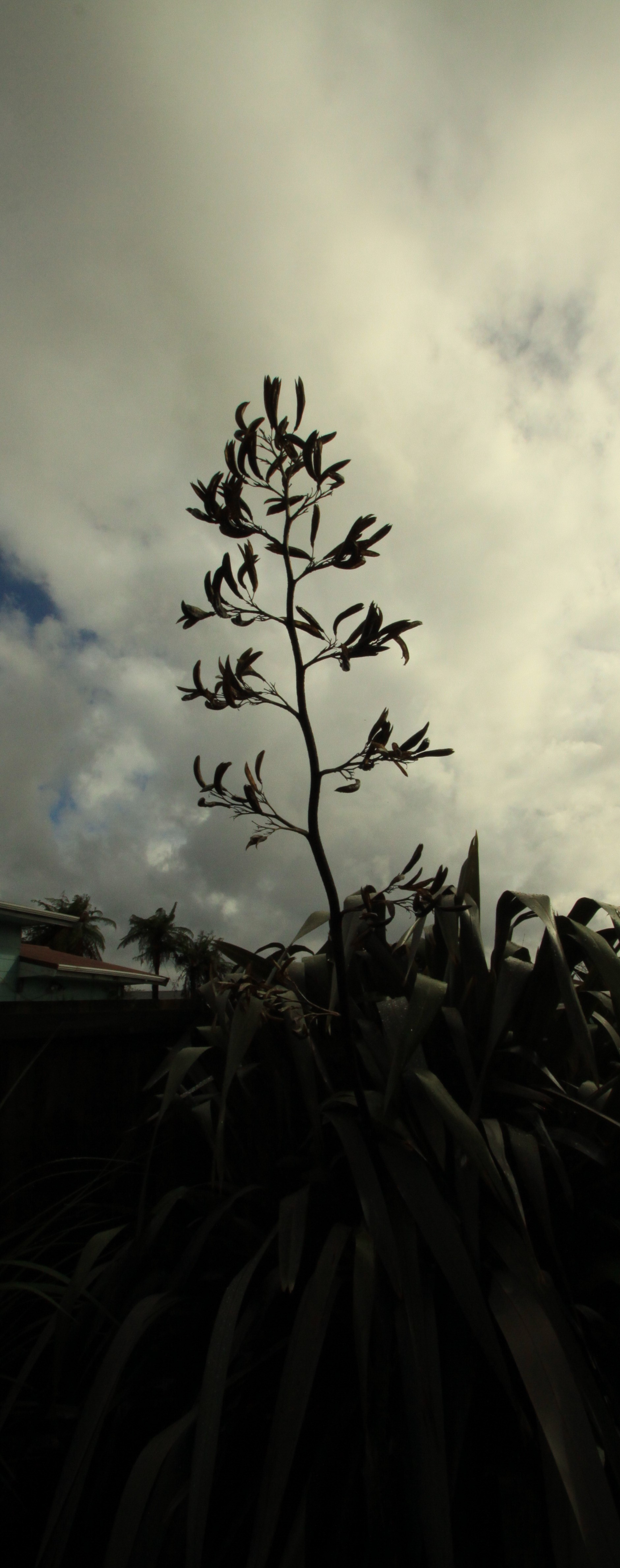 Harakeke, native flax 