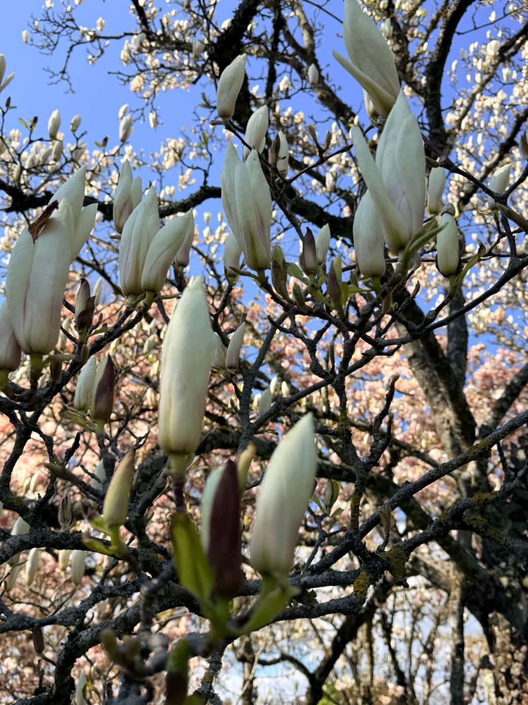 Image picker D379C546 2783 44D9 92CE 3D713CDC9CDE 1899 000000F6CDCBF330