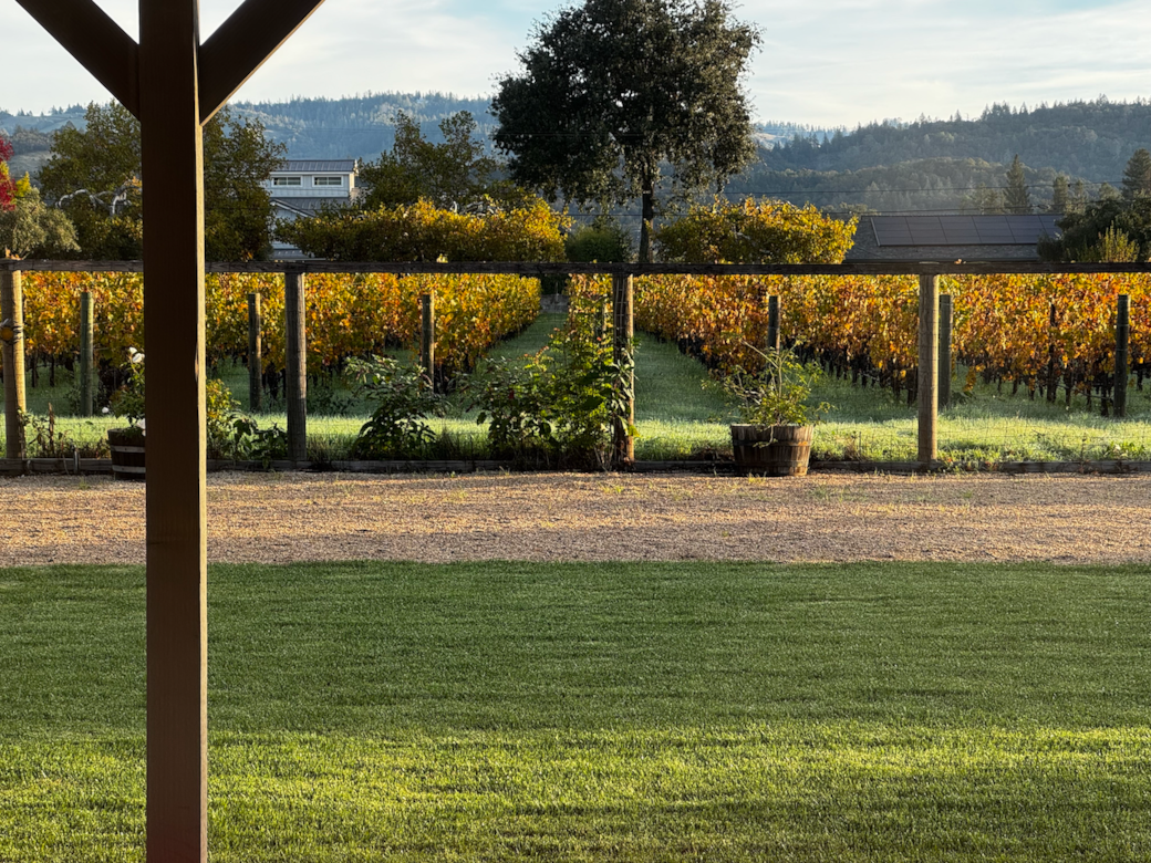 Vineyard view image 1 copy Vineyard view image 1 copy