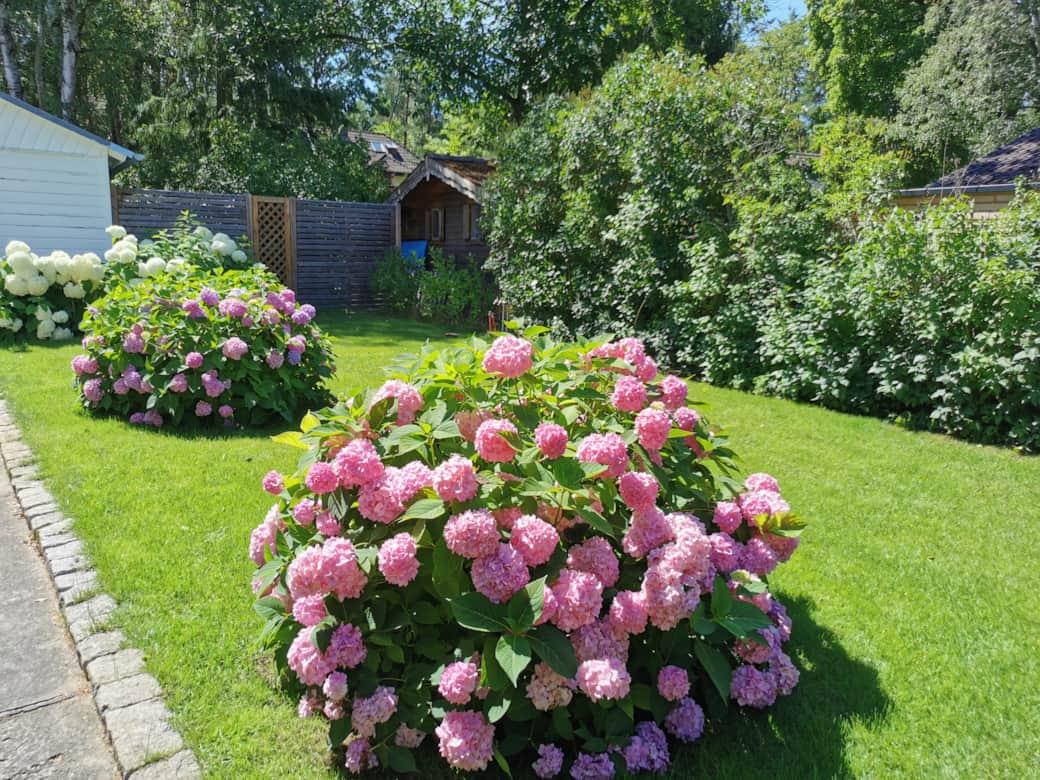Blumenpracht am Wegesrand zum Wasser Blumenpracht am Wegesrand zum Wasser
