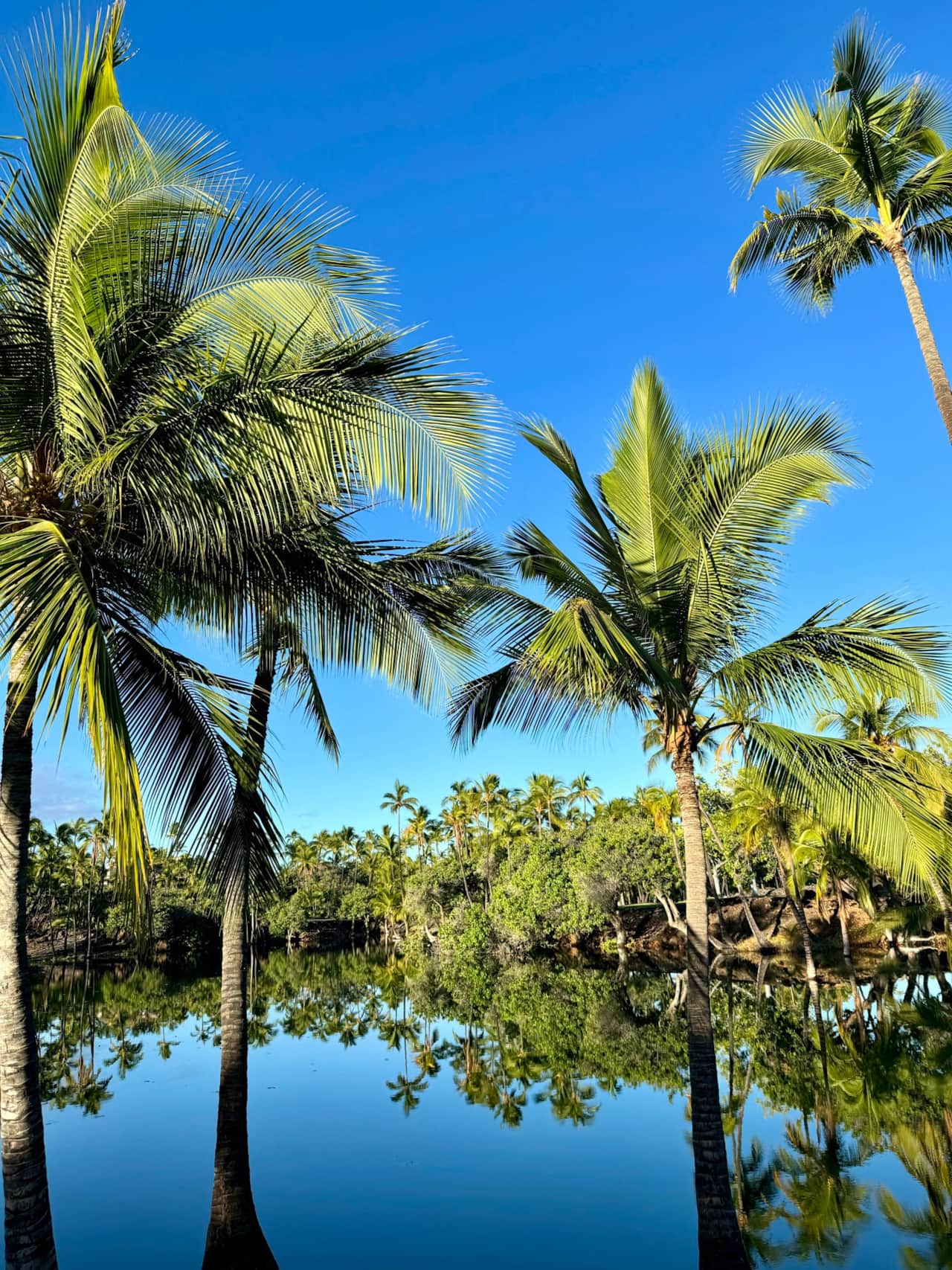 Fish Ponds