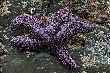 Out front of the Retreat - Marine Life