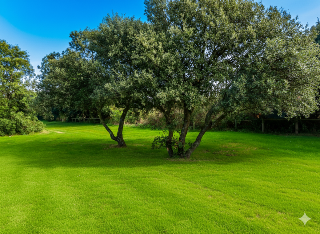 Vue de notre jardin partagé