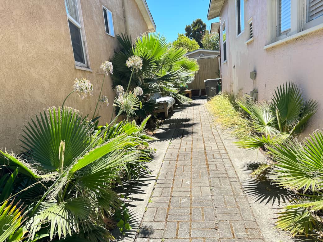 Side driveway pavers palm landscaping narrow drive