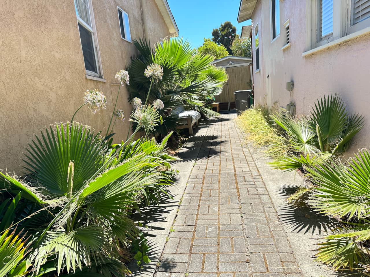 Side driveway pavers palm landscaping narrow drive