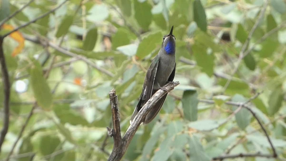 Blue Throated Mountain Gem