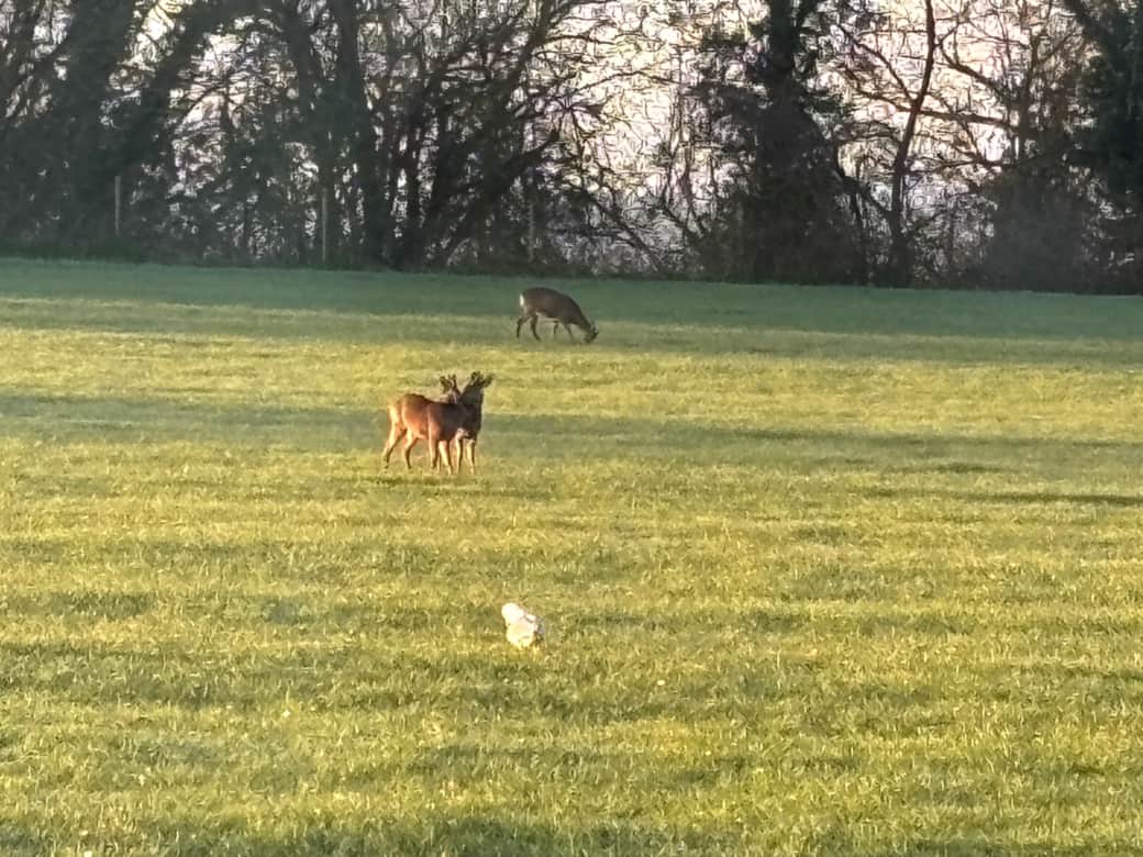 Wildlife to rear of property