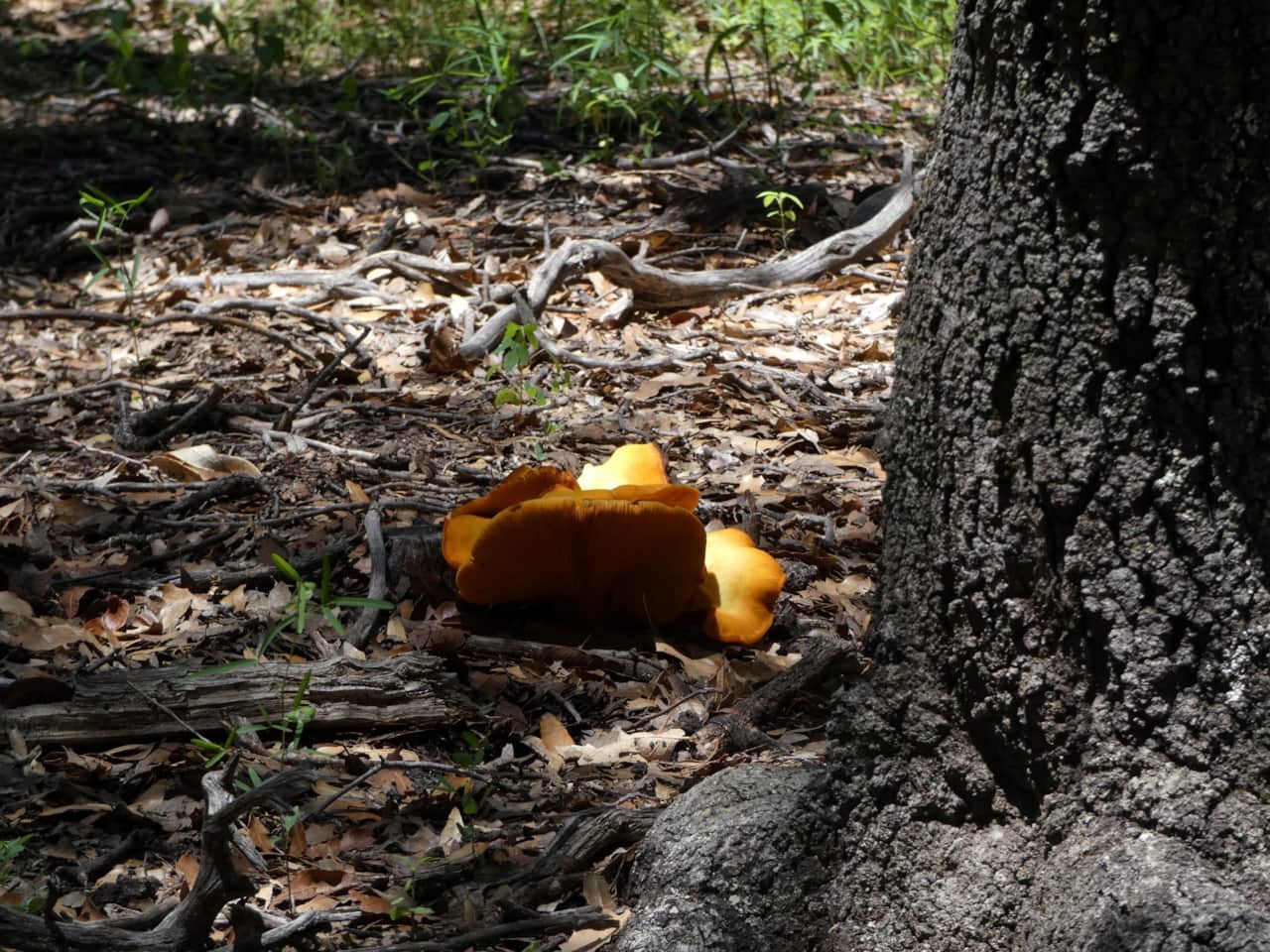 Jack O Lantern Mushroom - There are loads of mushrooms here during monsoon season.  New species are still being found in Ramsey Canyon!