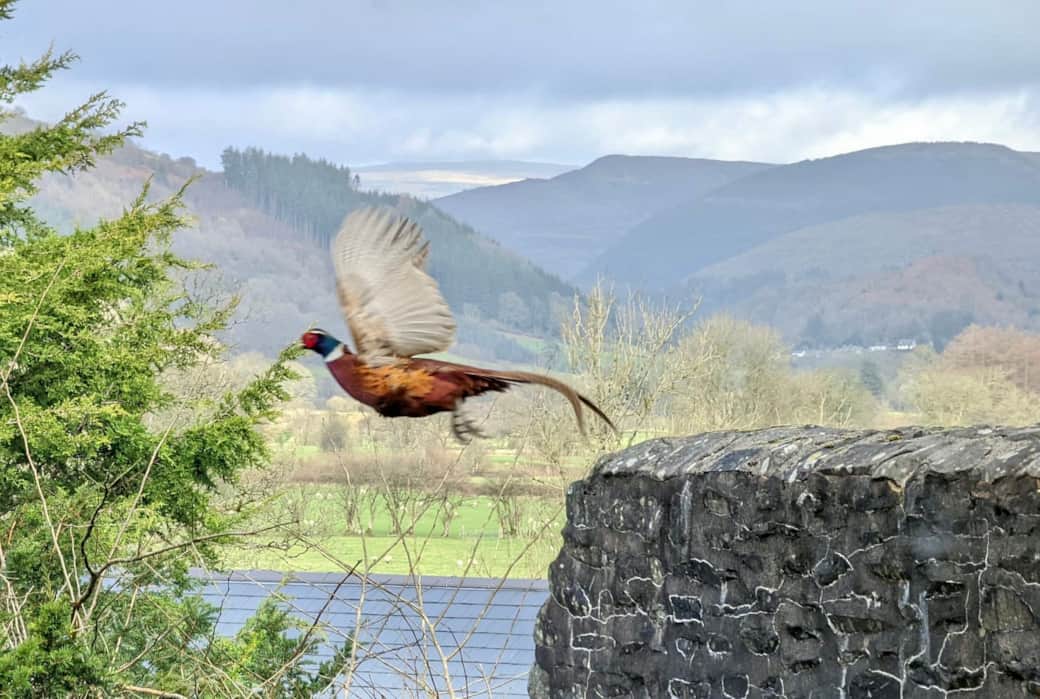 Local Wildlife