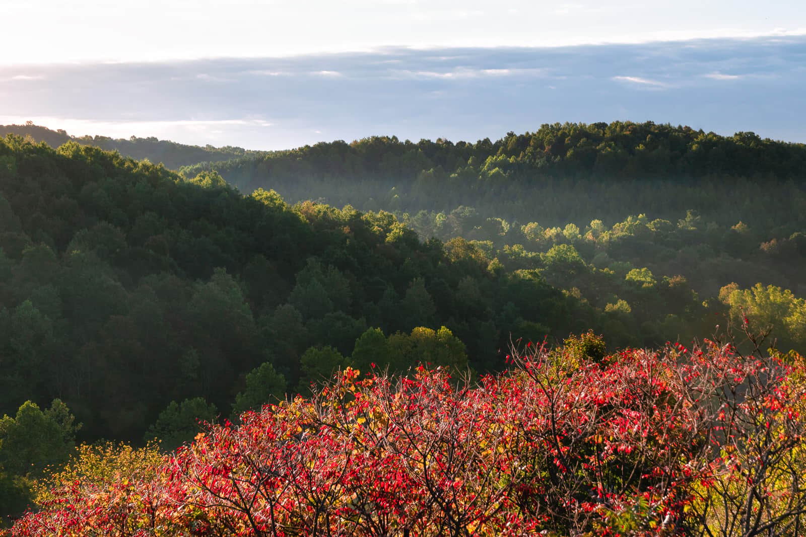 Wayne National Forest