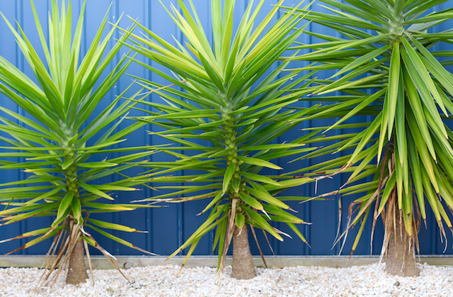 Robe, South Australia