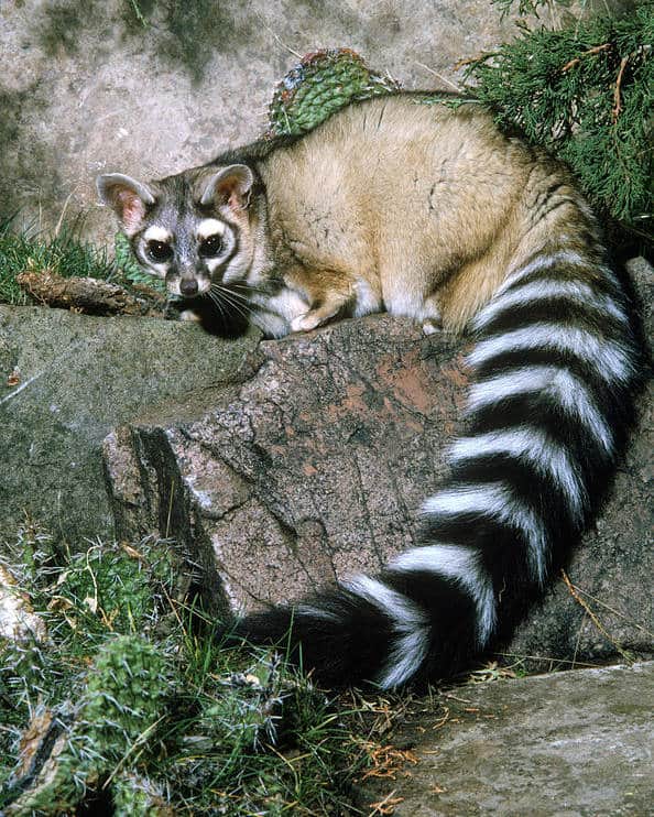 Ringtail Cats are present in Ramsey Canyon, Arizona's state mammal. 