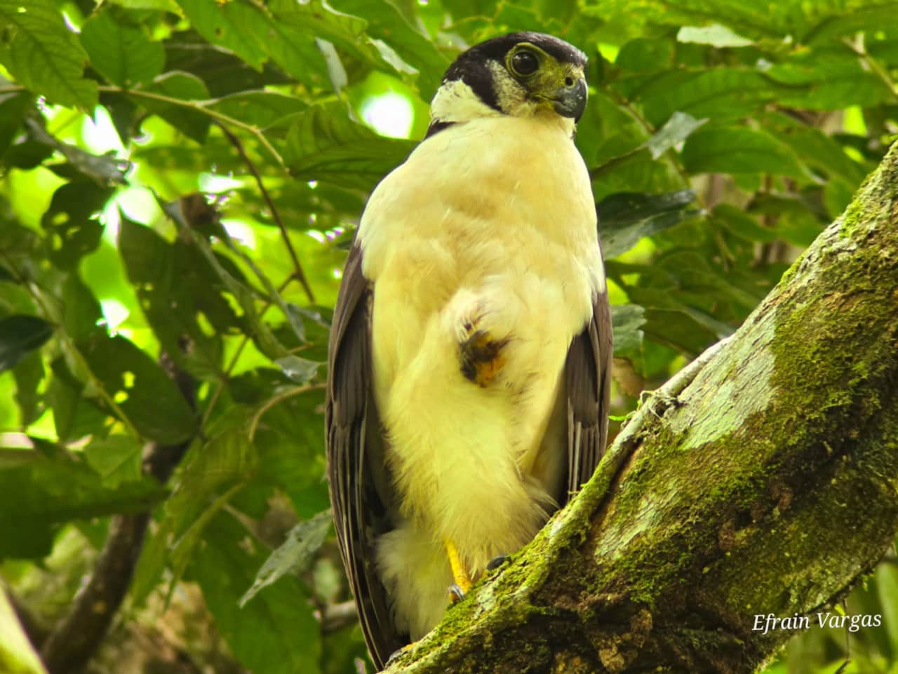 Manuel Antonio National Park