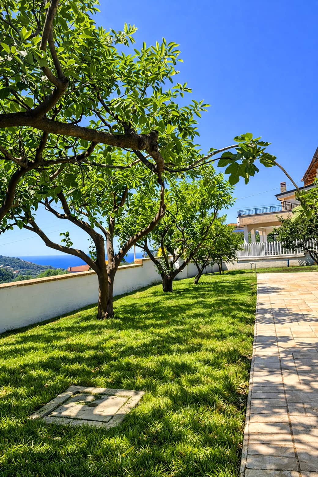 Spacious garden with fruit trees (lemon, fig, mandarin, orange, pomegranate, mulberry, persimmon)