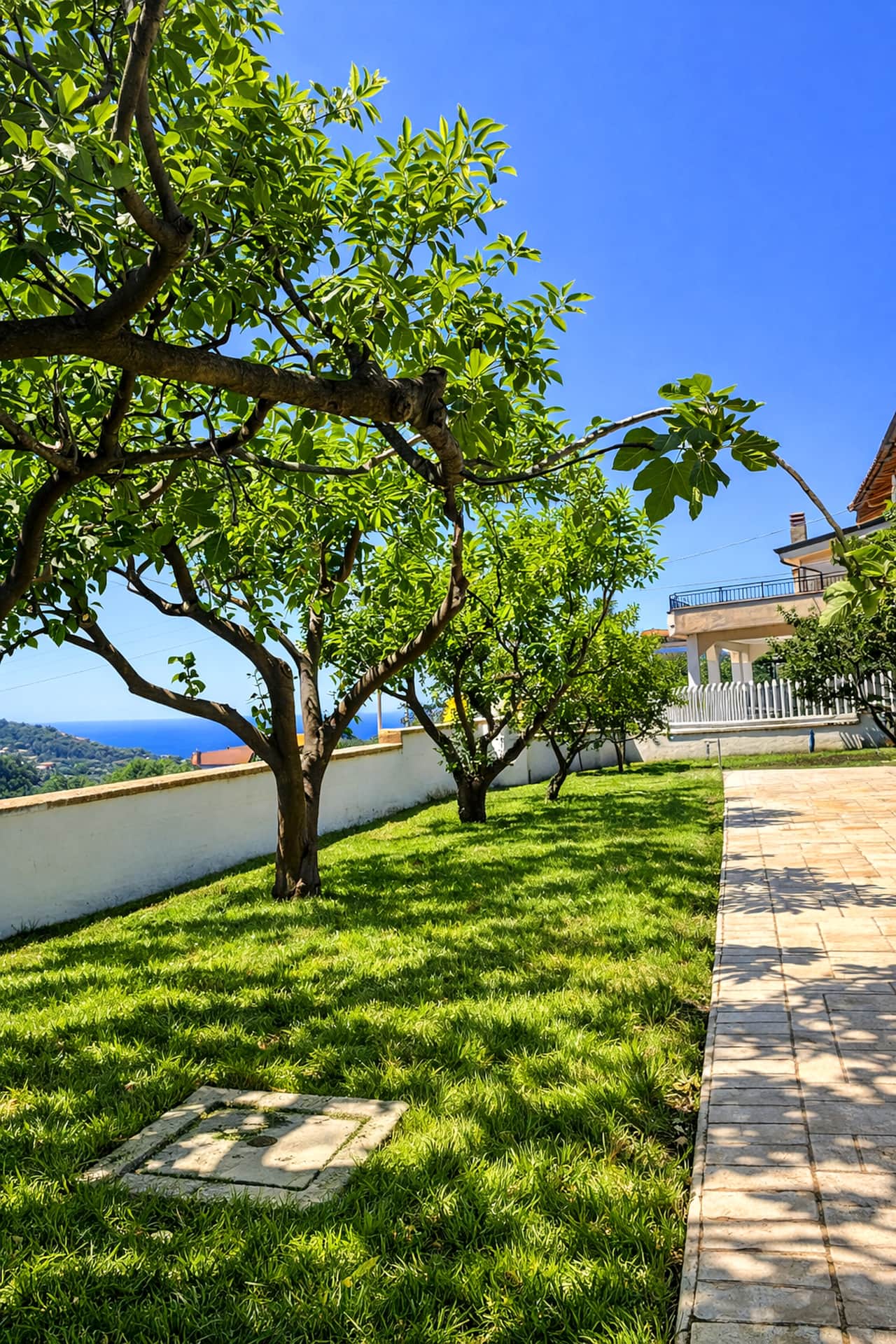 Spacious garden with fruit trees (lemon, fig, mandarin, orange, pomegranate, mulberry, persimmon)