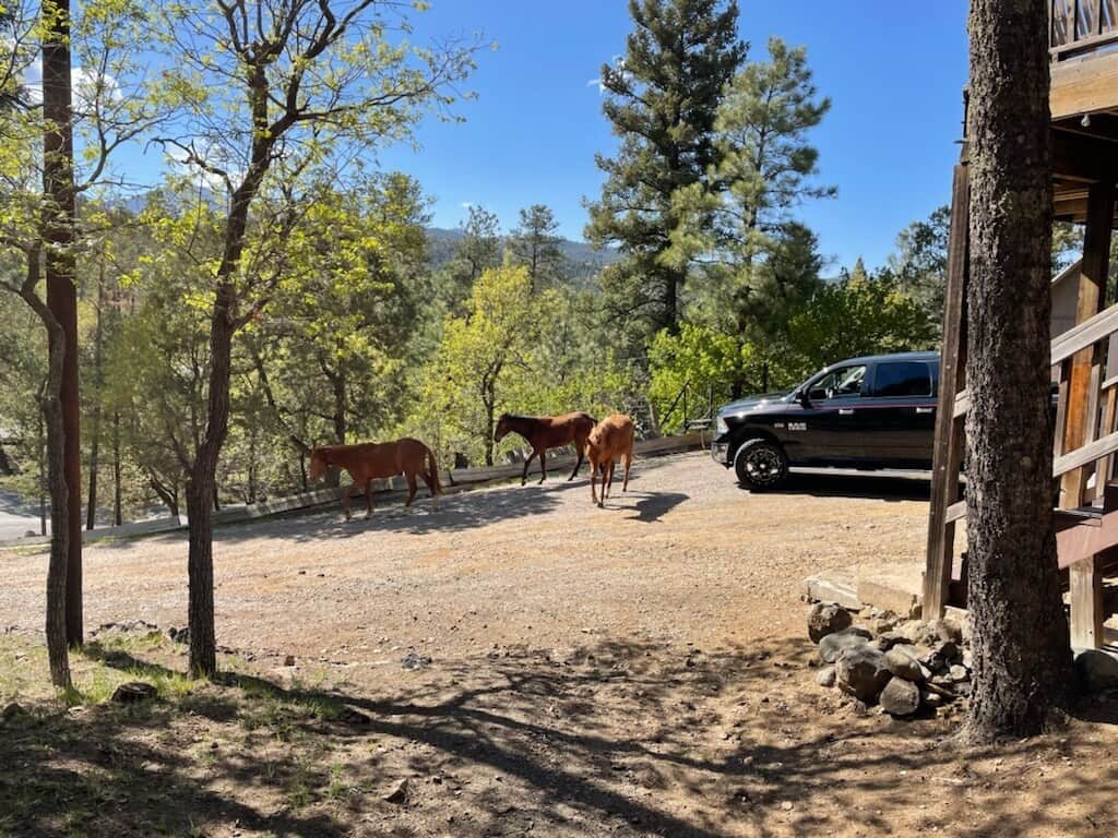 Wild horses in driveway