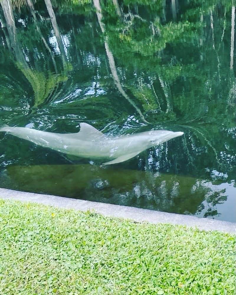 Backyard Dolphin Sightings