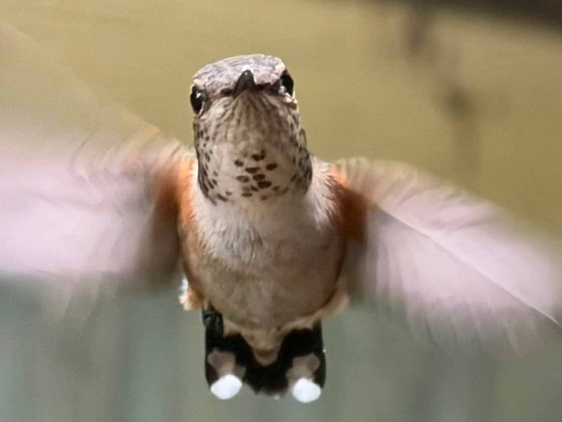 Face to face with a hummingbird