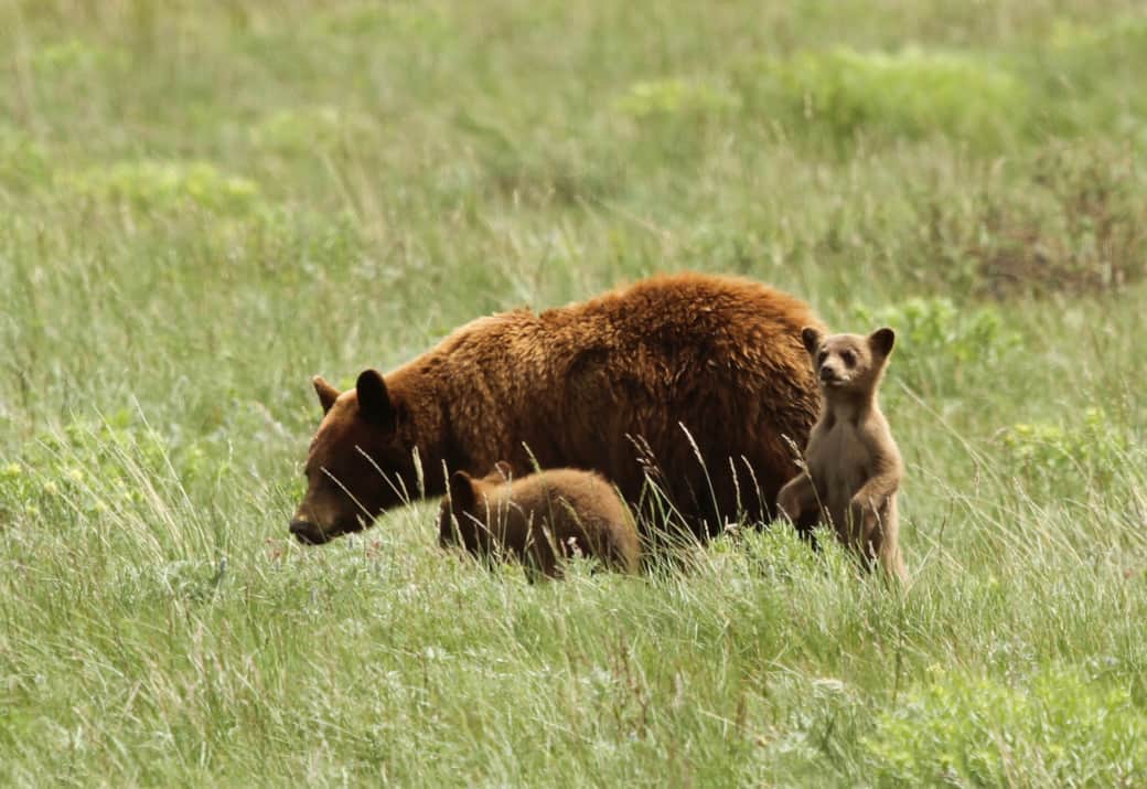 You Never Know When You'll See Wildlife in Glacier National Park