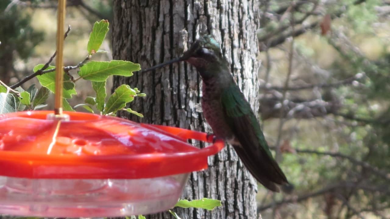 Rivoli Hummingbird