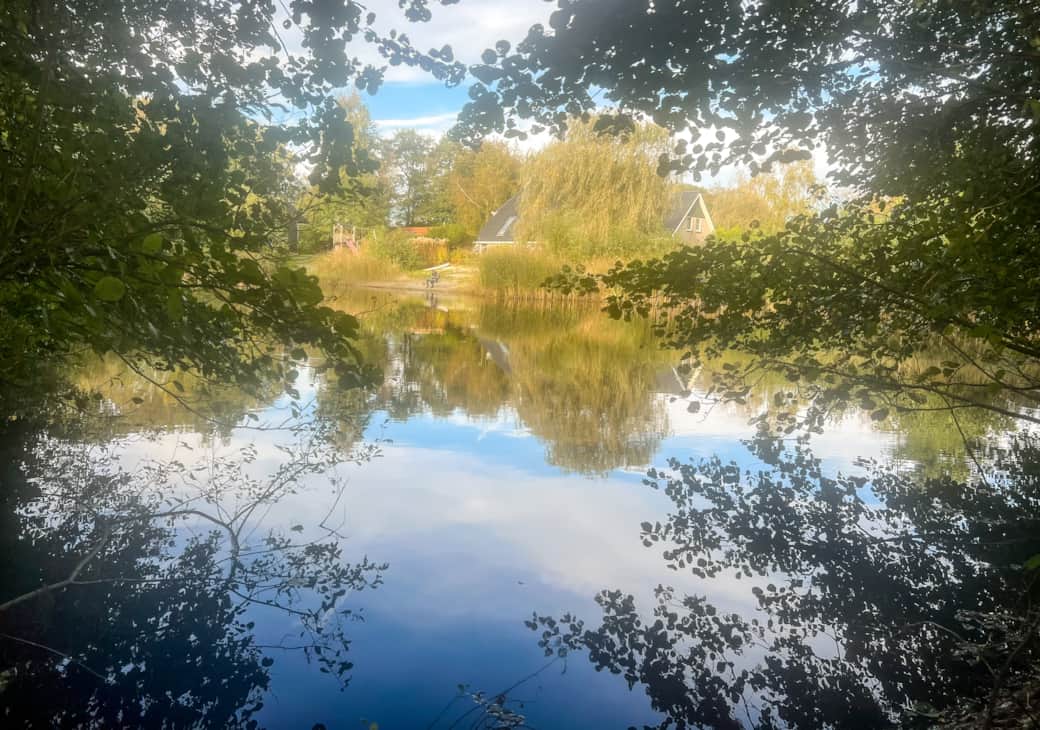 Hoofdfoto de groene specht