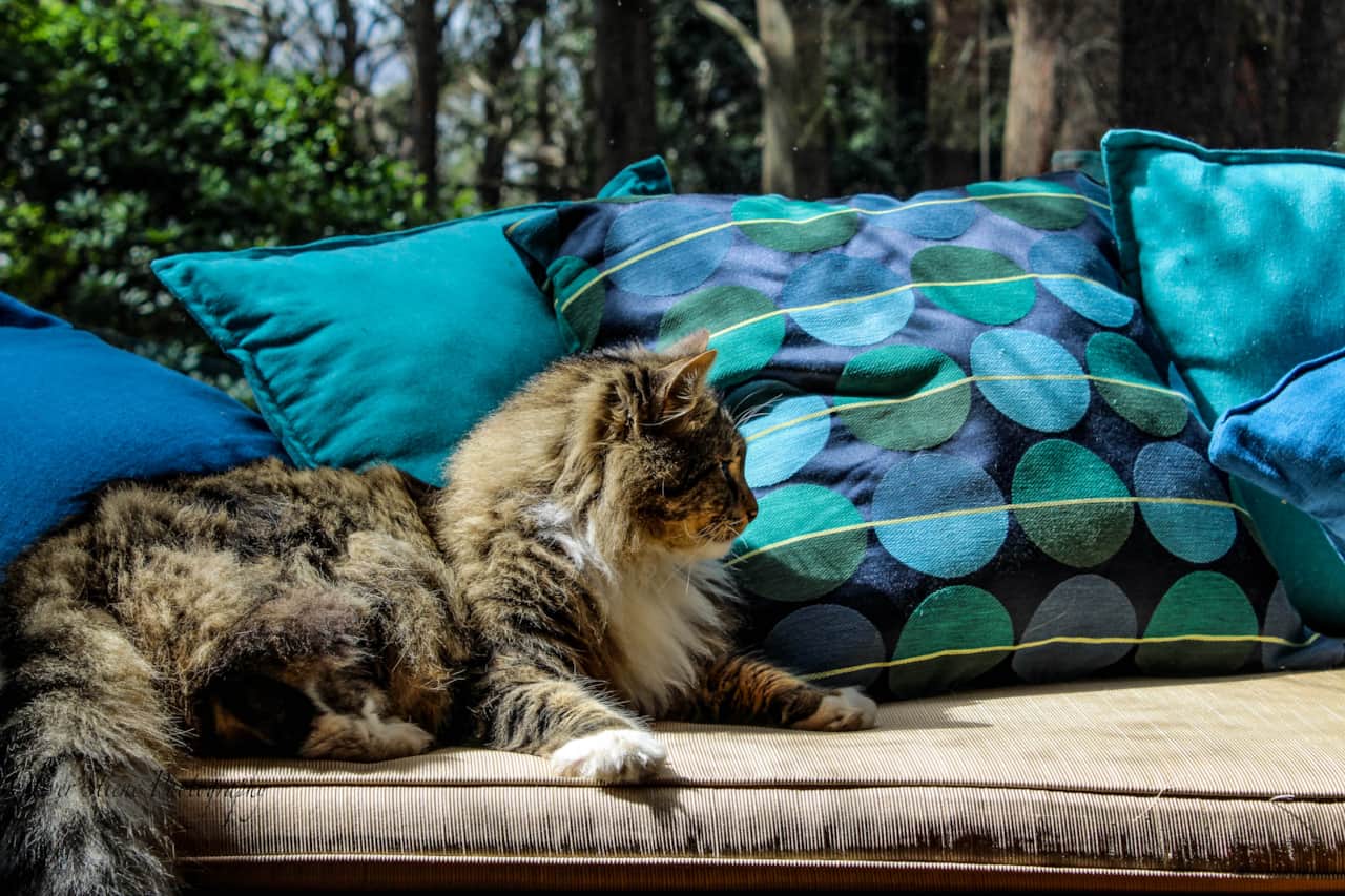 Mister the cat at Tomah Retreat