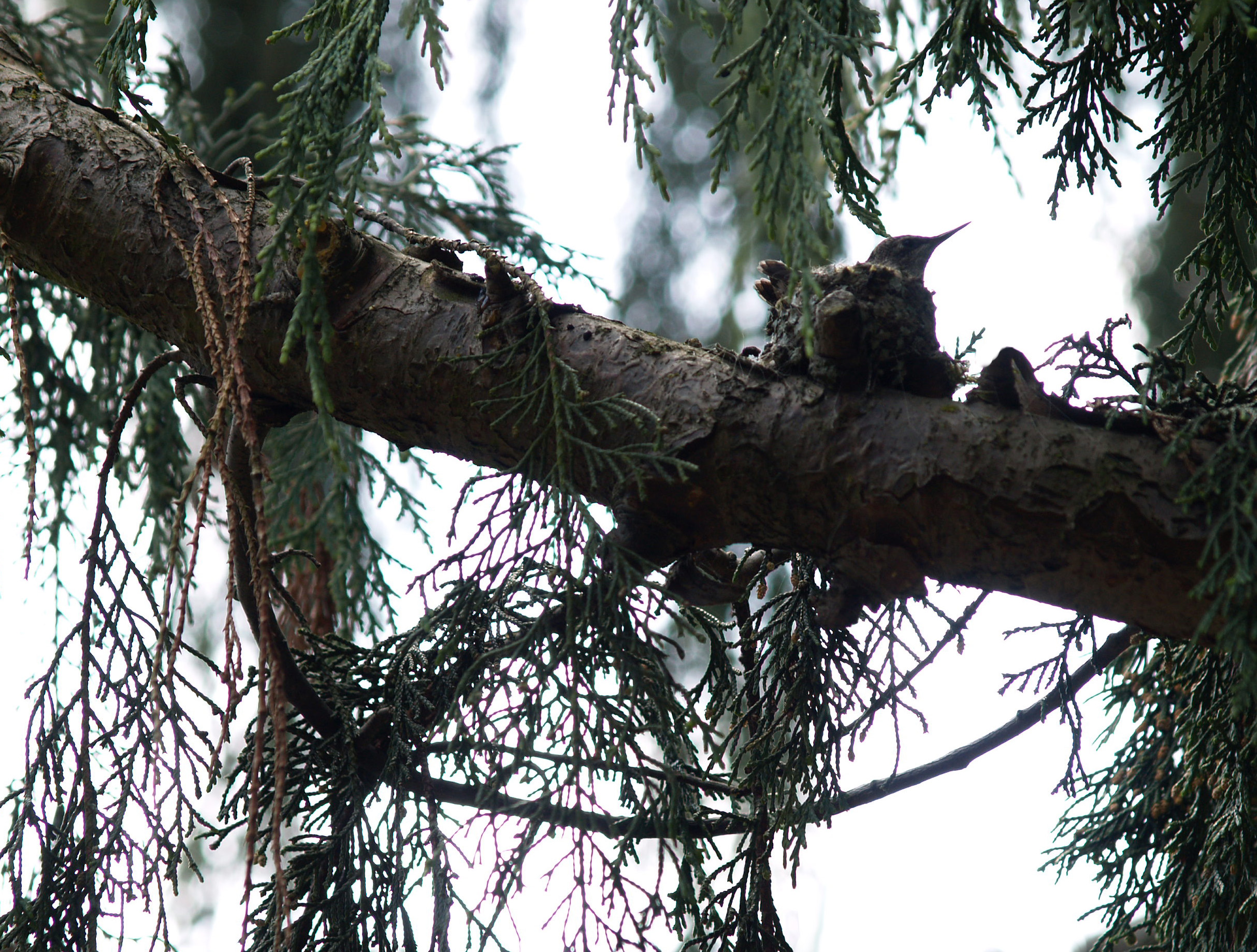 Hummingbird nests are so dainty! This one chose one of the three huge evergreens on opposite sides of the property.