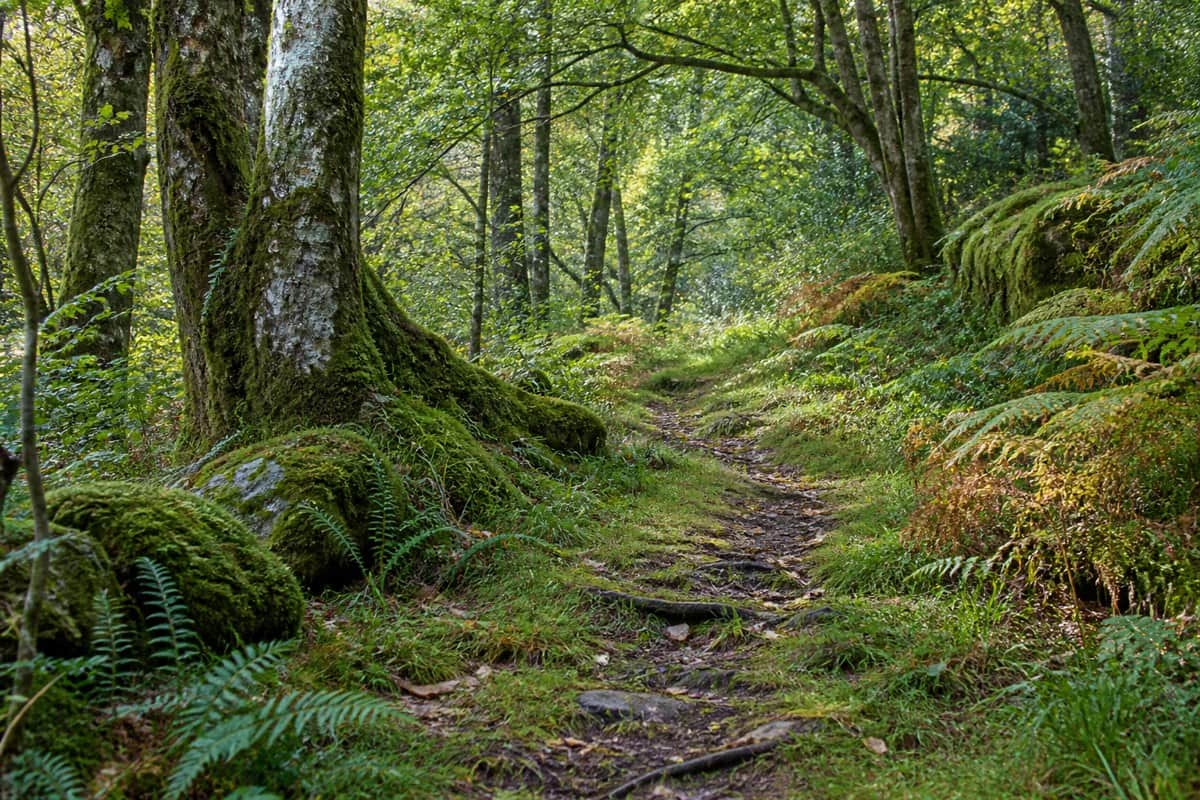 AI illustration: mossy woodland path beneath leafy trees