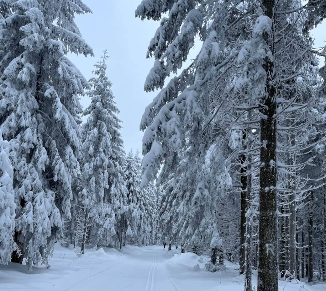 Winter pur: Das „R“ am Baum weist den Weg – gespurte Loipen, glitzernder Schnee.