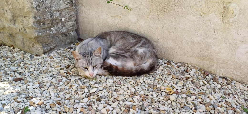 Olaf le chat de la maison