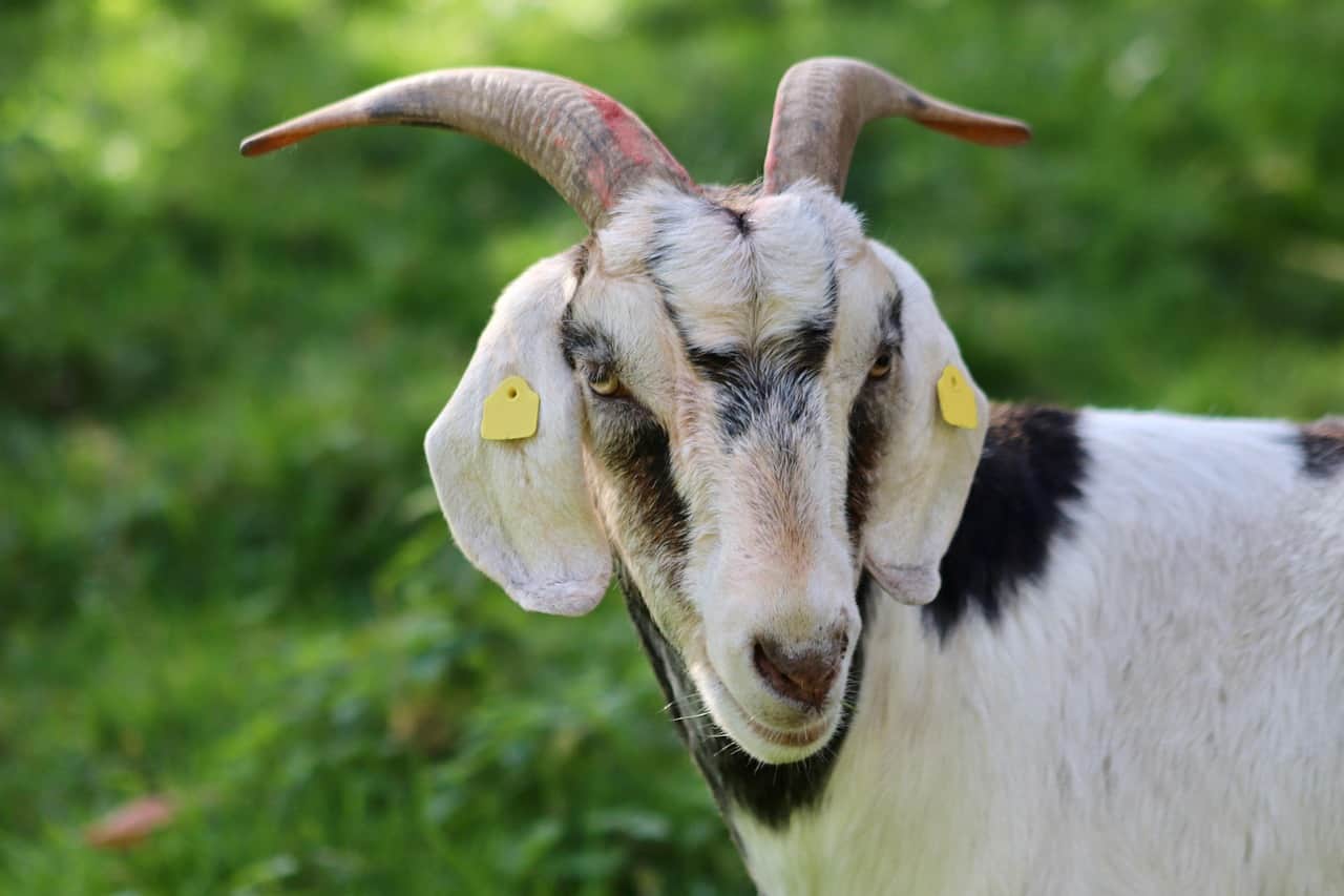 Kiko Goats
