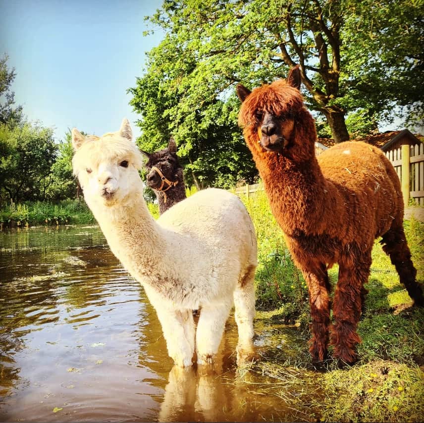 Alpaka am Teich – tierische Nachbarn hautnah erleben