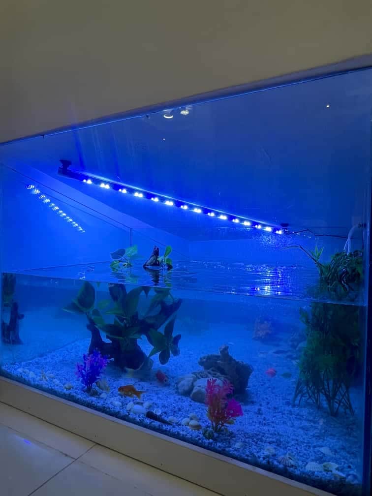 vibrant LED light Fish tank
