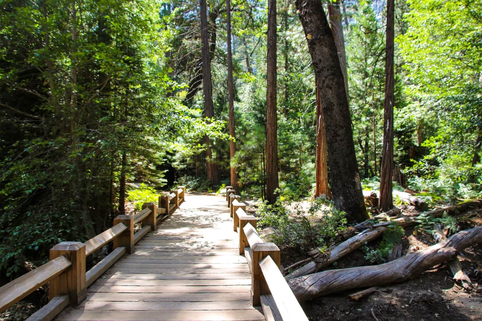 Forested hiking trail crossing a small wooden bridge in the Sierra Nevada