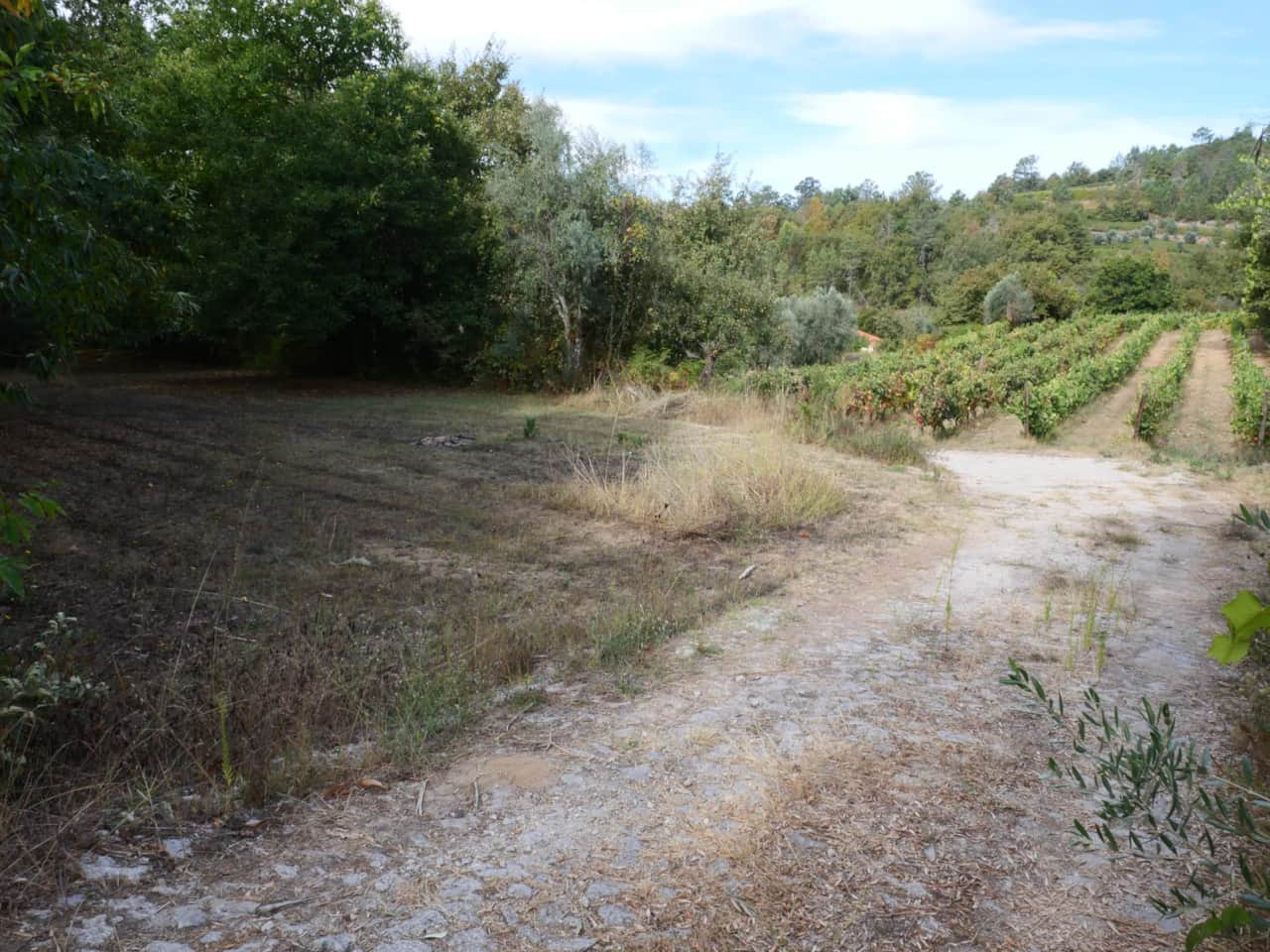 Kampeerveld kastenje met uitzicht op de wijngaard