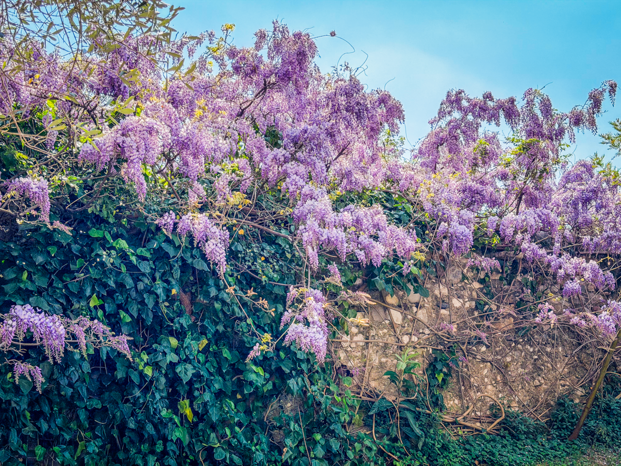 Blick auf blühende Glyzinien im Garten