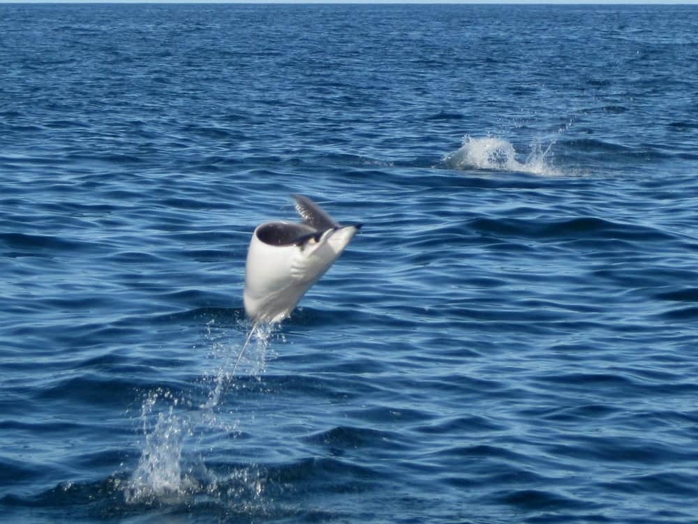 Mobula Rays 