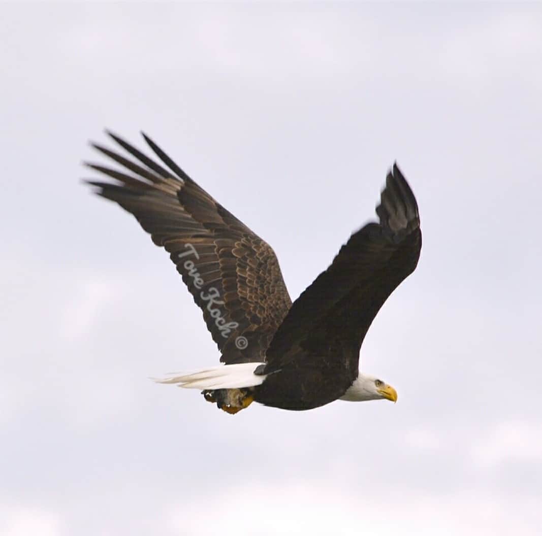 "Bald Eagle"