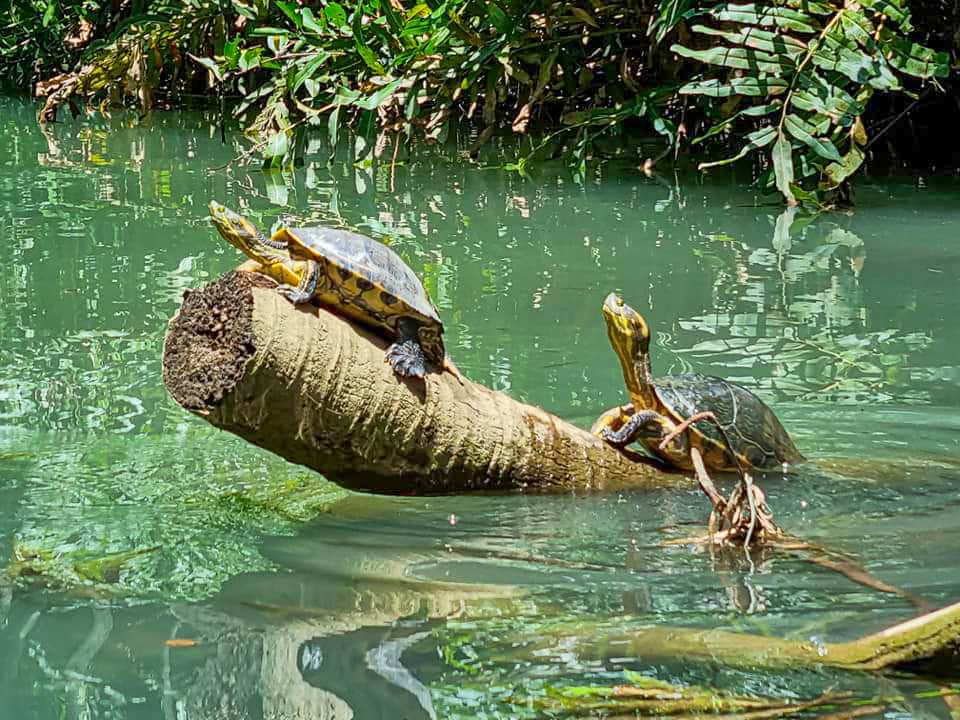 Damas Island Tour 