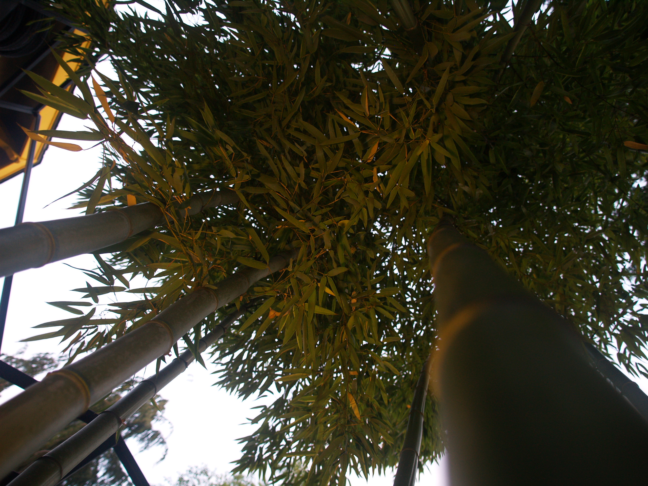 Tall walls of bamboo all around the house and three huge evergreens drown the sound of a busy city.