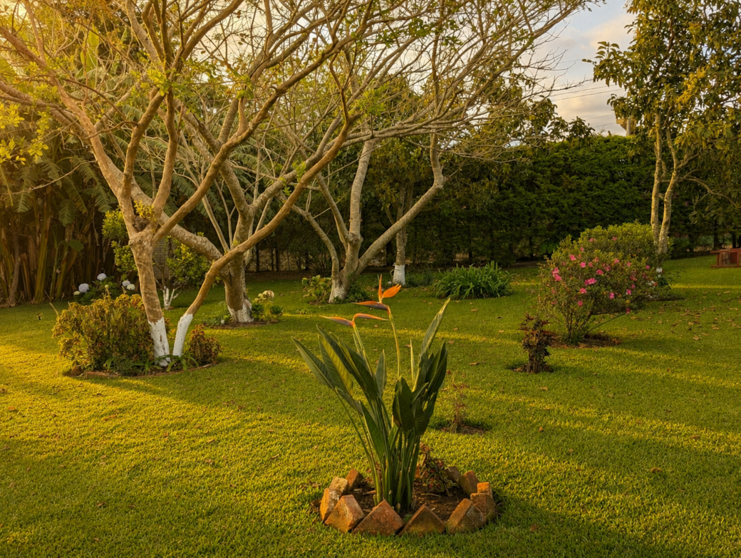 Garden